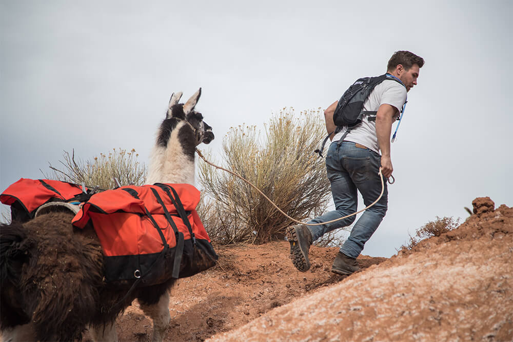Capitol Reef Utah - Pack Llamas - Day Hikes