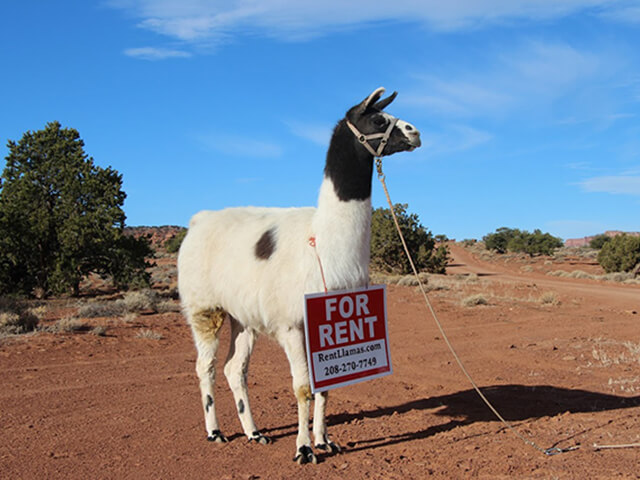 Pack Llama for Rent Sign