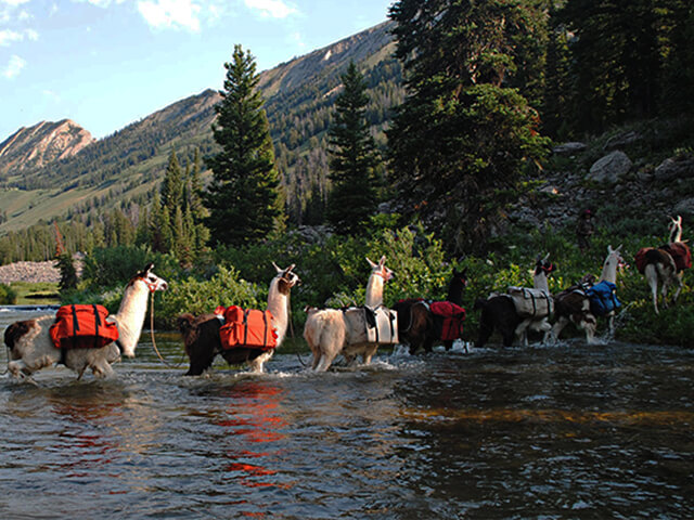 llama rentals and treks