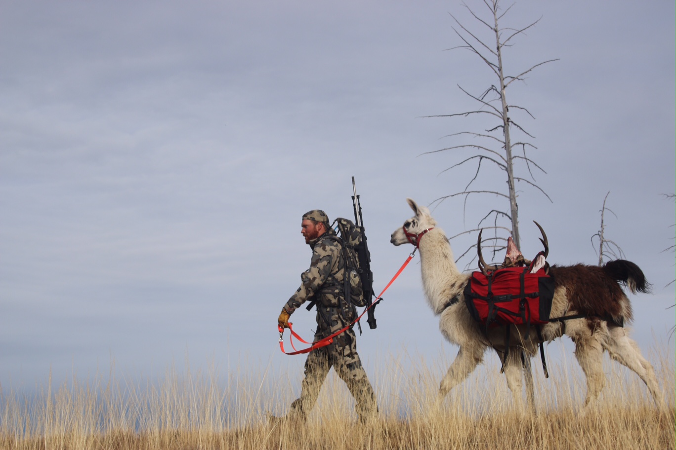 hunting with pack llamas