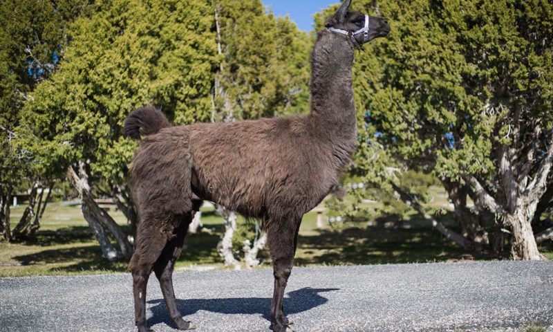 Butch - Breeding and Pack Llamas