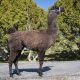 Butch - Breeding and Pack Llamas