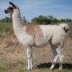 Chay - Breeding and hiking llamas