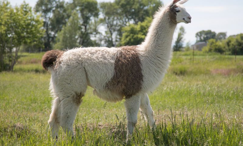 Hugo Breeding Pack Llama - WRTL