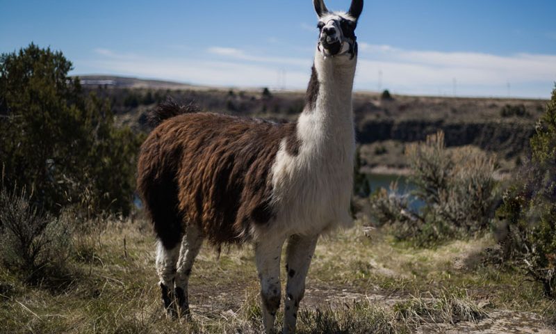 Jimmy-Big-Time Breeding Llama