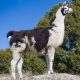 Oliver - Breeding and Pack Llamas WRTL