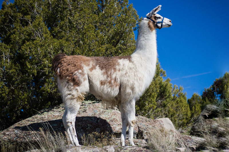 Opus Breeding Male Llama