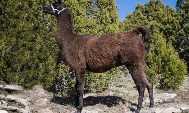 Shaman Breeding Stud for Llamas