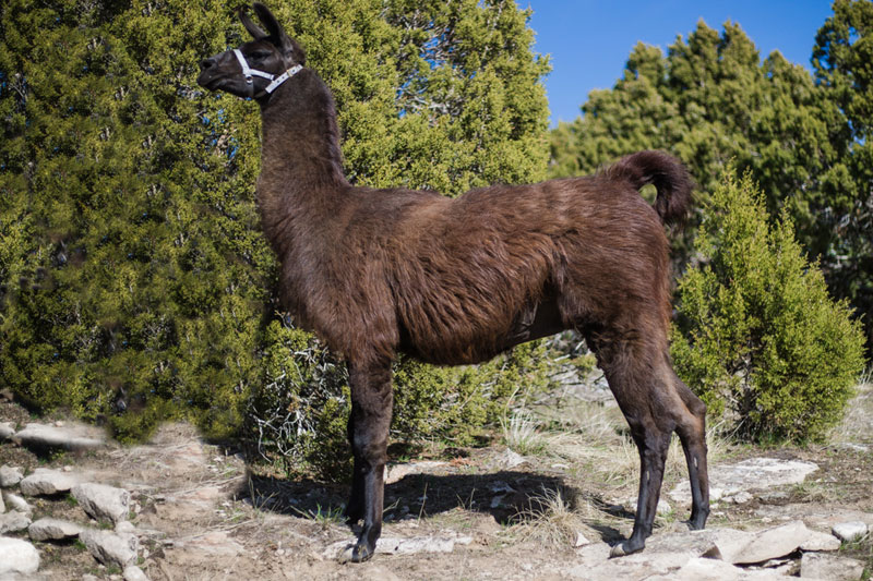 Shaman Breeding Stud for Llamas
