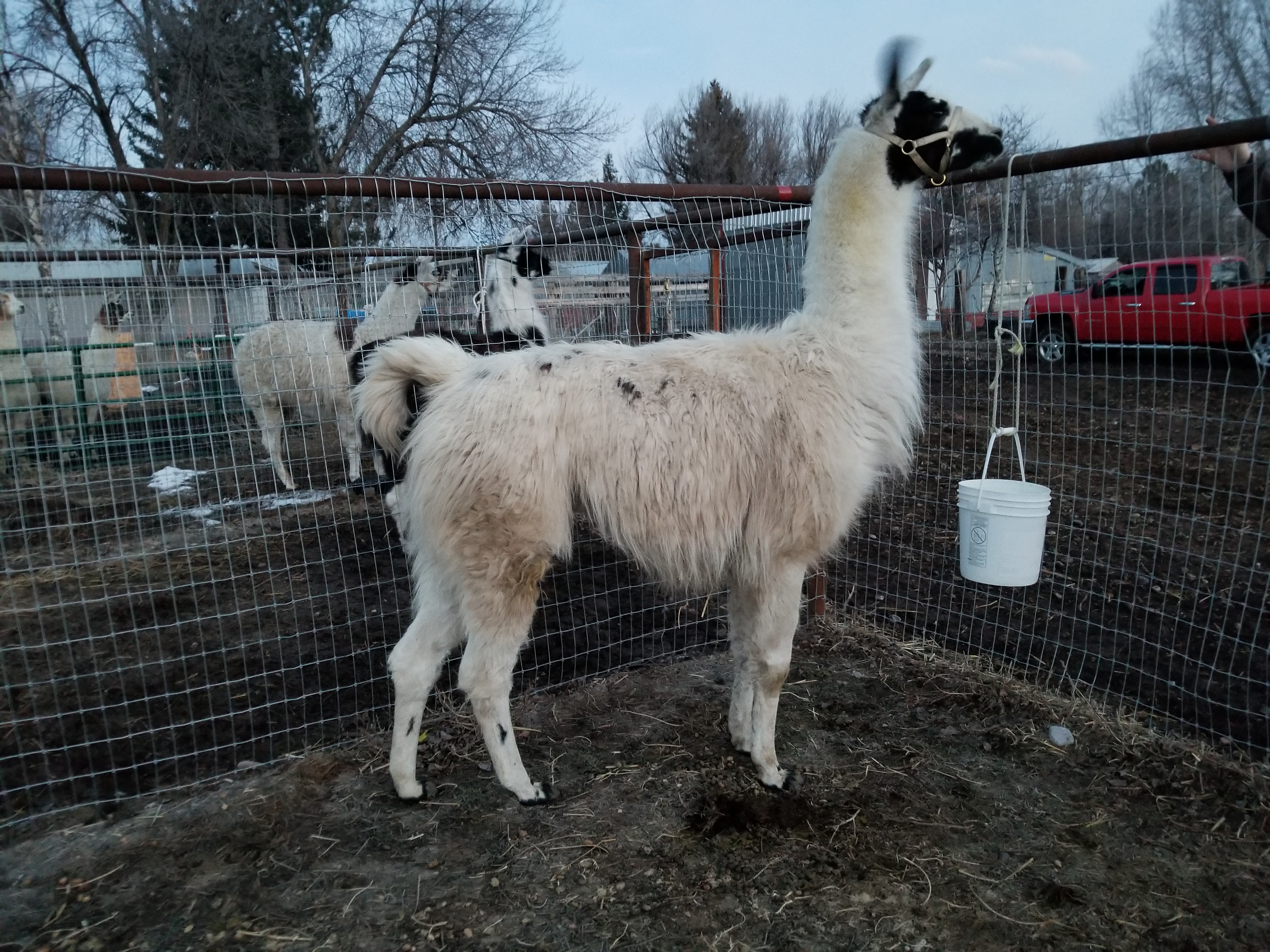 Llama Stud in Pen