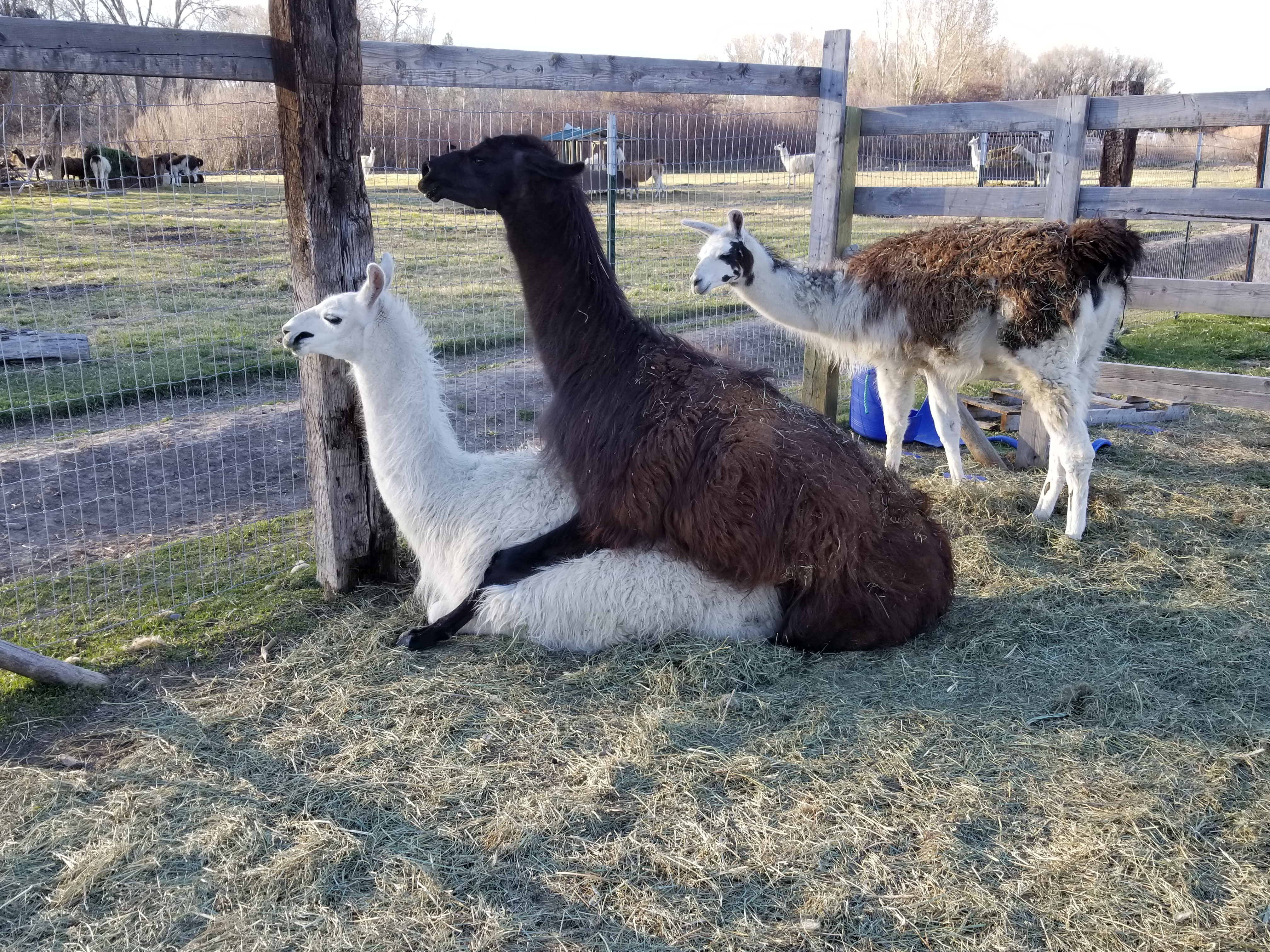 Llama Studs Wilderness Ridge Trail Llamas