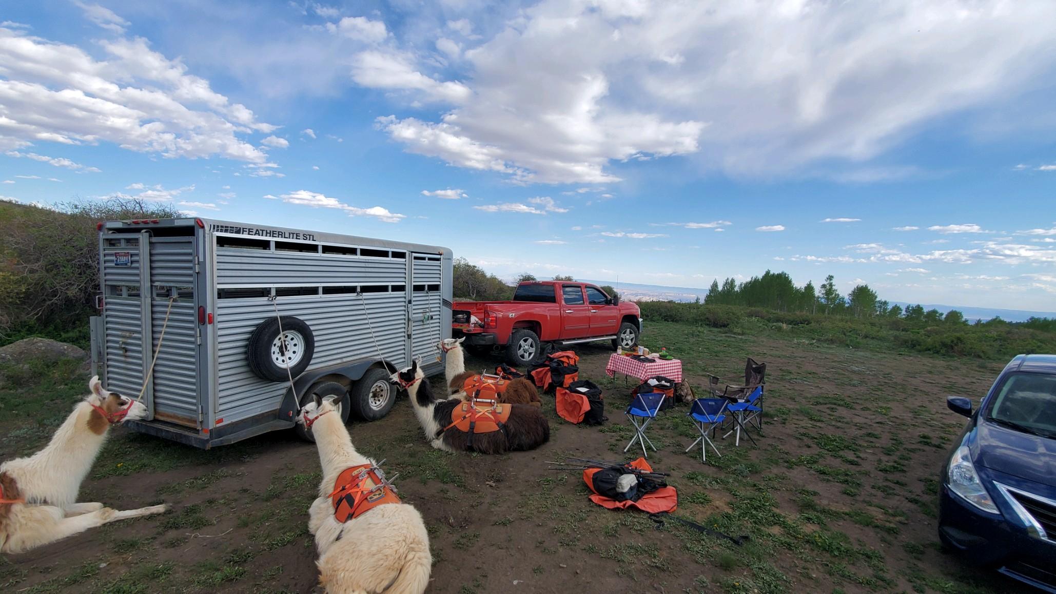 Llama Picnic